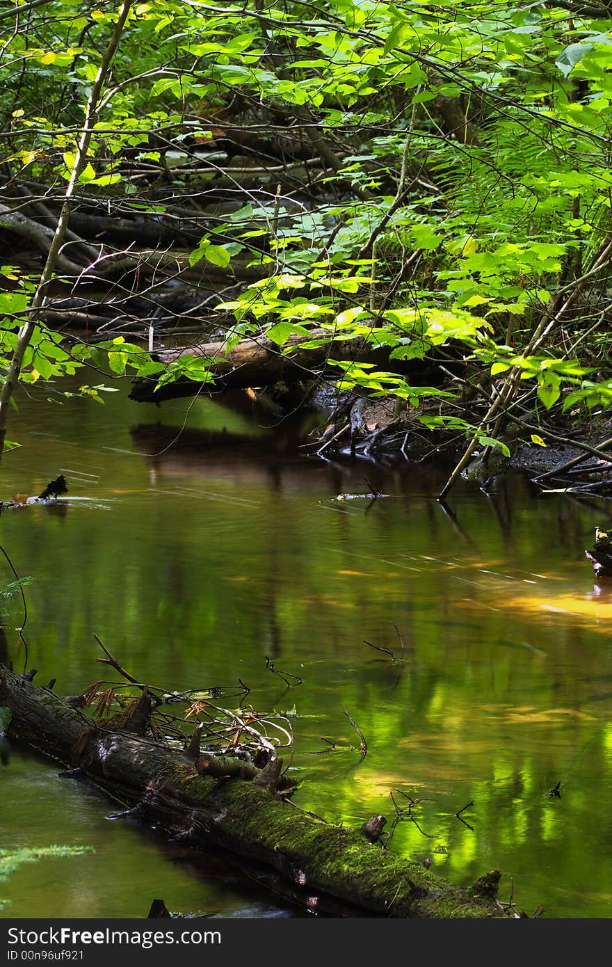 A rotted tree trunk in creek with green and yellow reflection of green branches on water. A rotted tree trunk in creek with green and yellow reflection of green branches on water