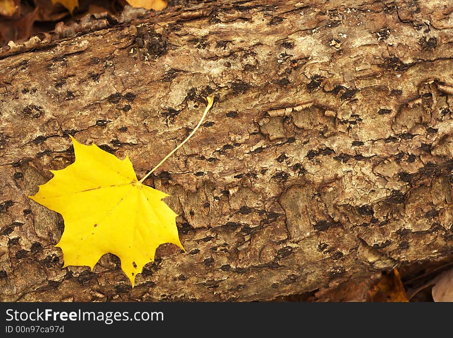 A single yellow maple leaf lying on a dead tree trunk with detailed texture. A single yellow maple leaf lying on a dead tree trunk with detailed texture.