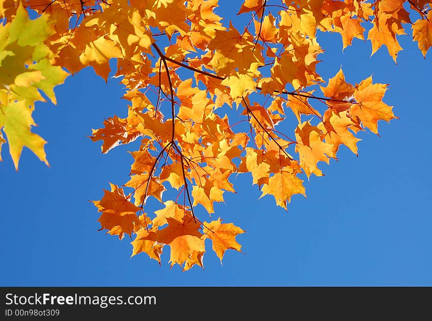 Maple leaves in beautiful fall colors. Maple leaves in beautiful fall colors