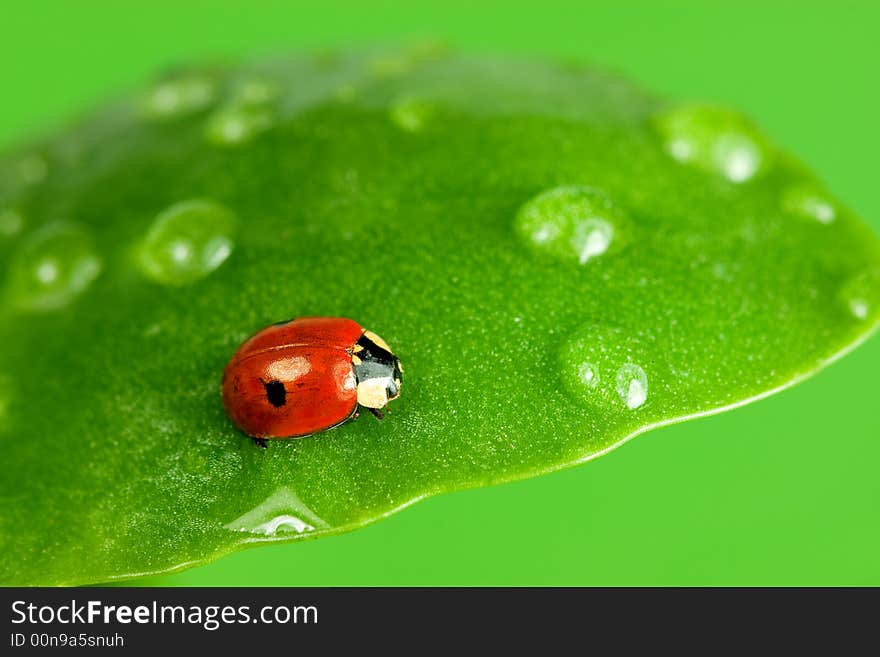 Close-up of ladybird on wet leaf