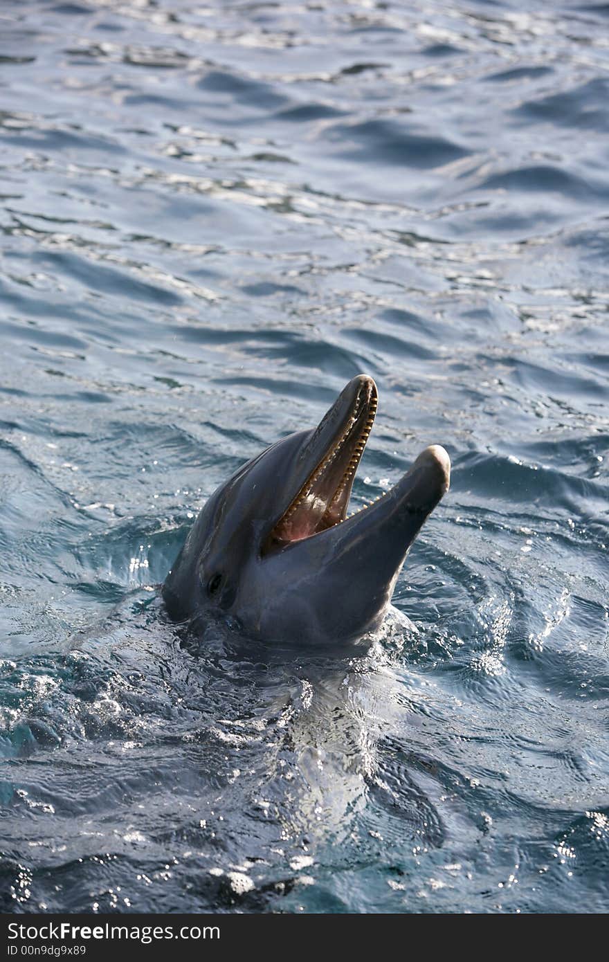 Dolfins playing in the ocean