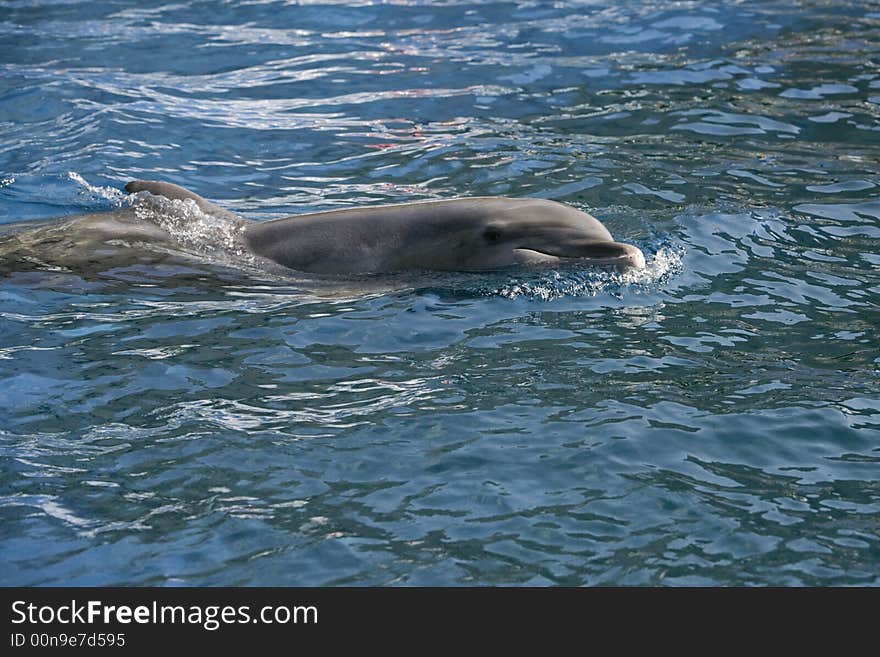 Adorable Dolfins playing in the ocean