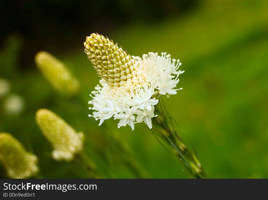 Beargrass