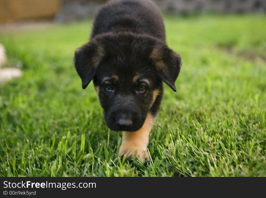 German shepherd puppy