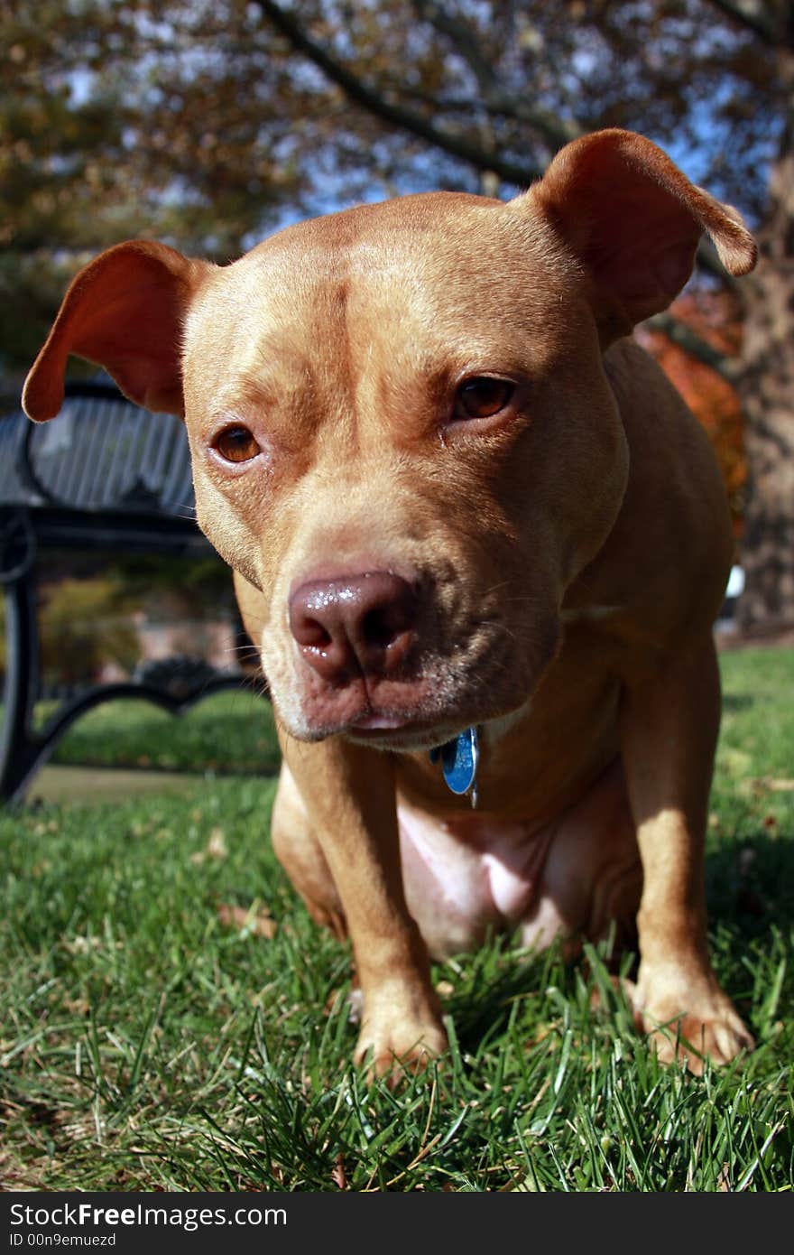 An american bulldog looks into your eyes. An american bulldog looks into your eyes