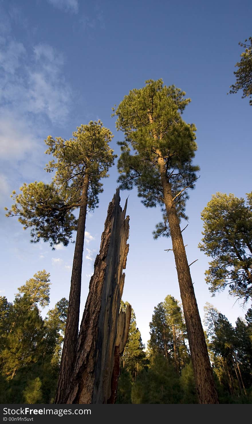 Forest in the evening, as the sun is setting