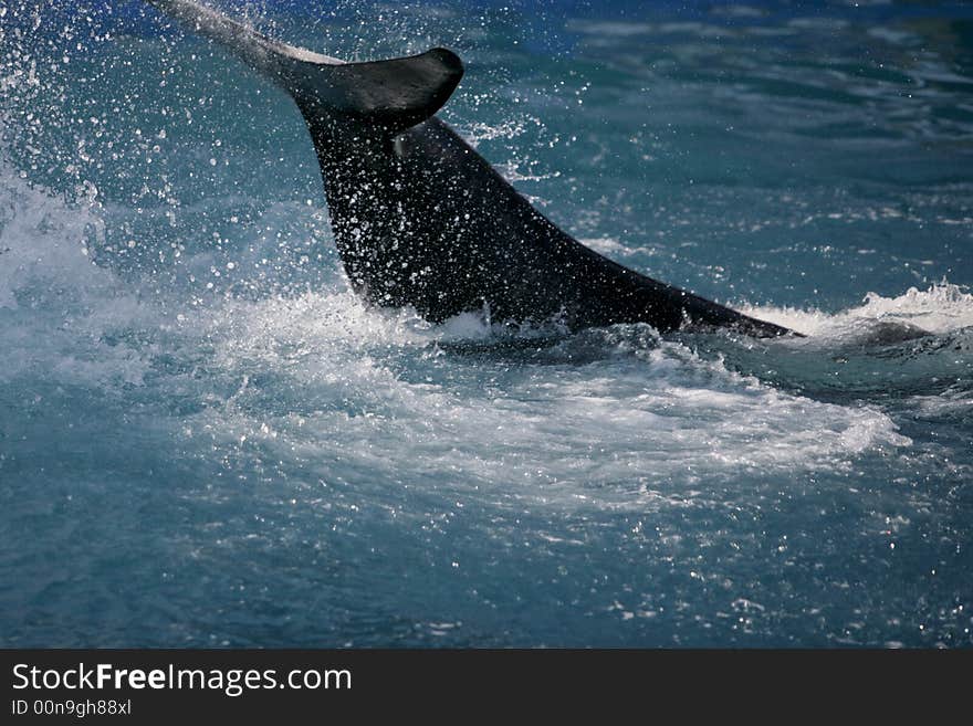 Killer Whale having fun in the ocean