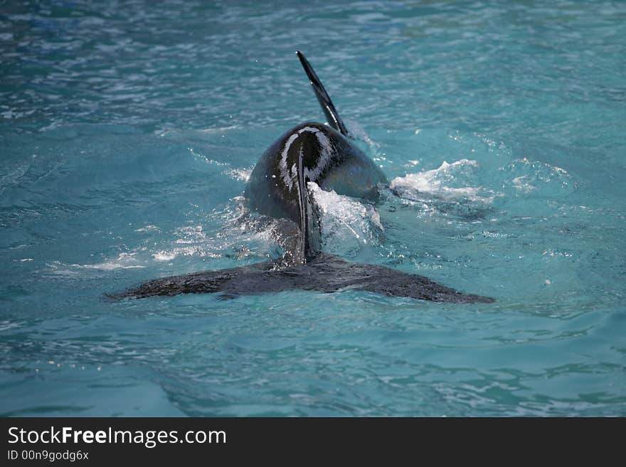 Killer Whale having fun in the ocean