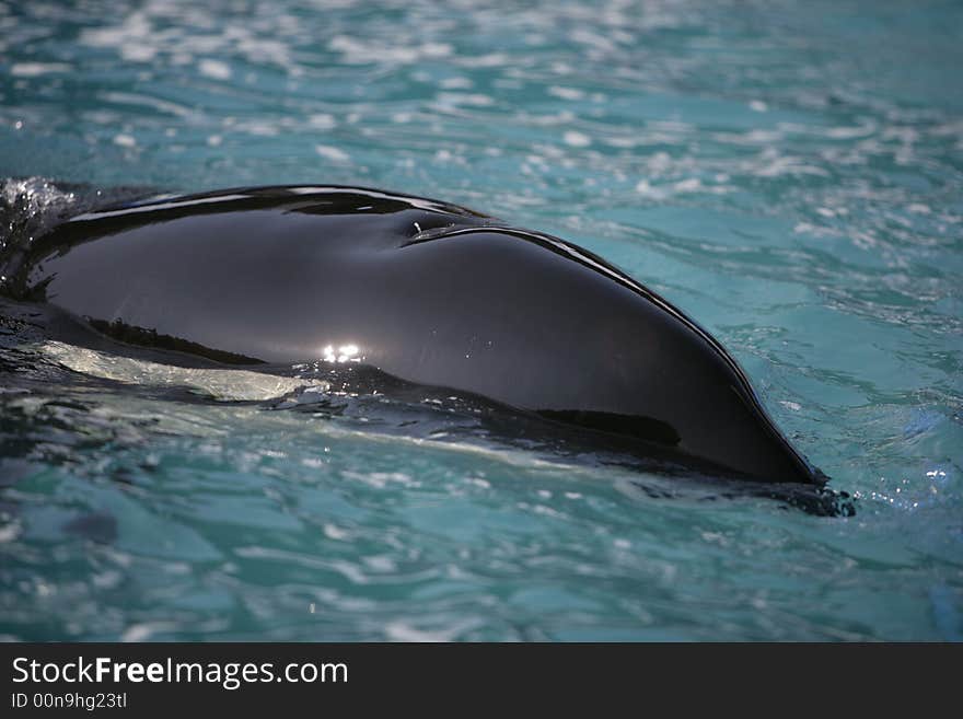 Killer Whale having fun in the ocean