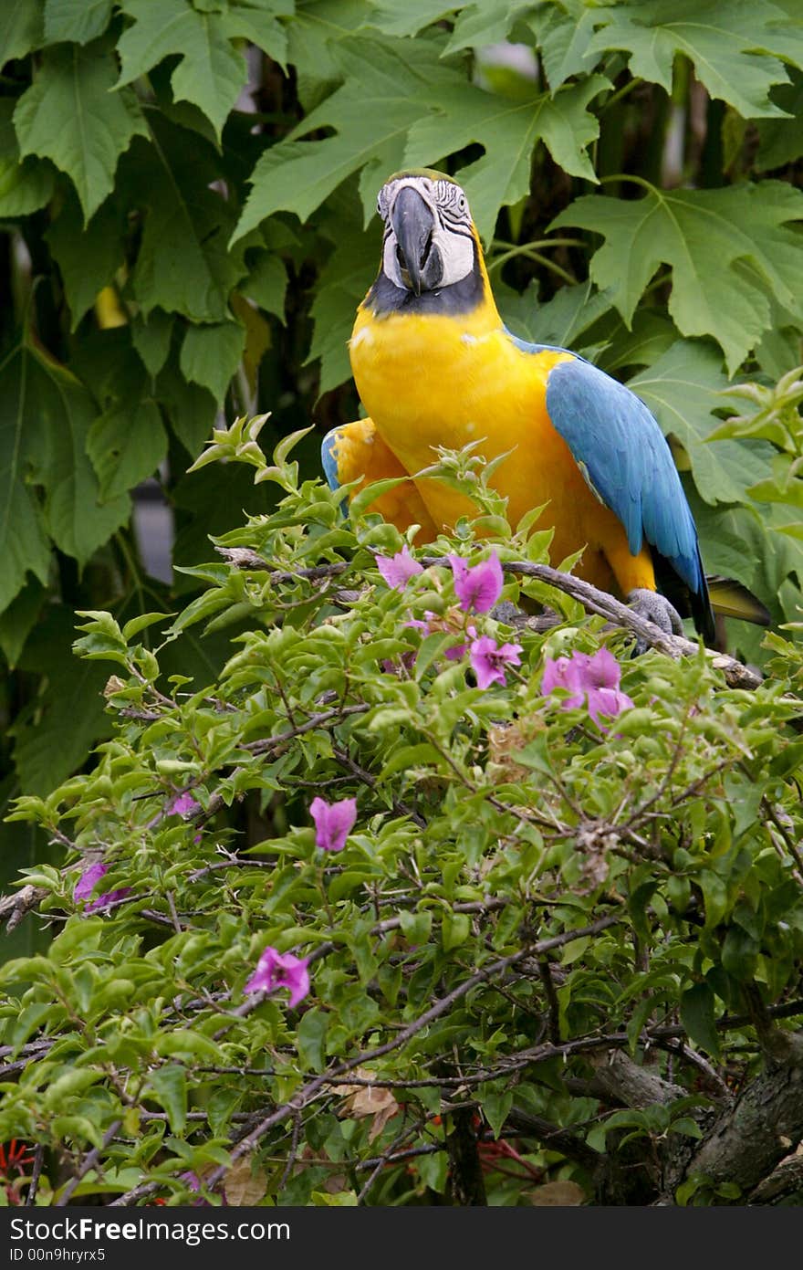 Colorful exotic Parots in colorful settings. Colorful exotic Parots in colorful settings