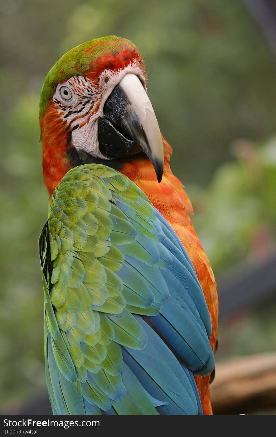 Colorful exotic Parrots in full beauty. Colorful exotic Parrots in full beauty