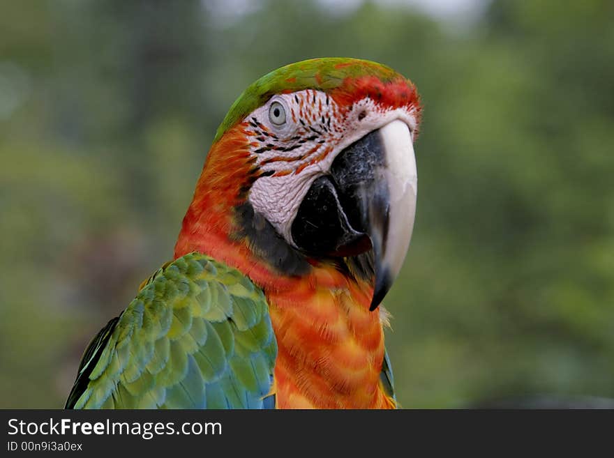 Exotic Parrot - Macaw