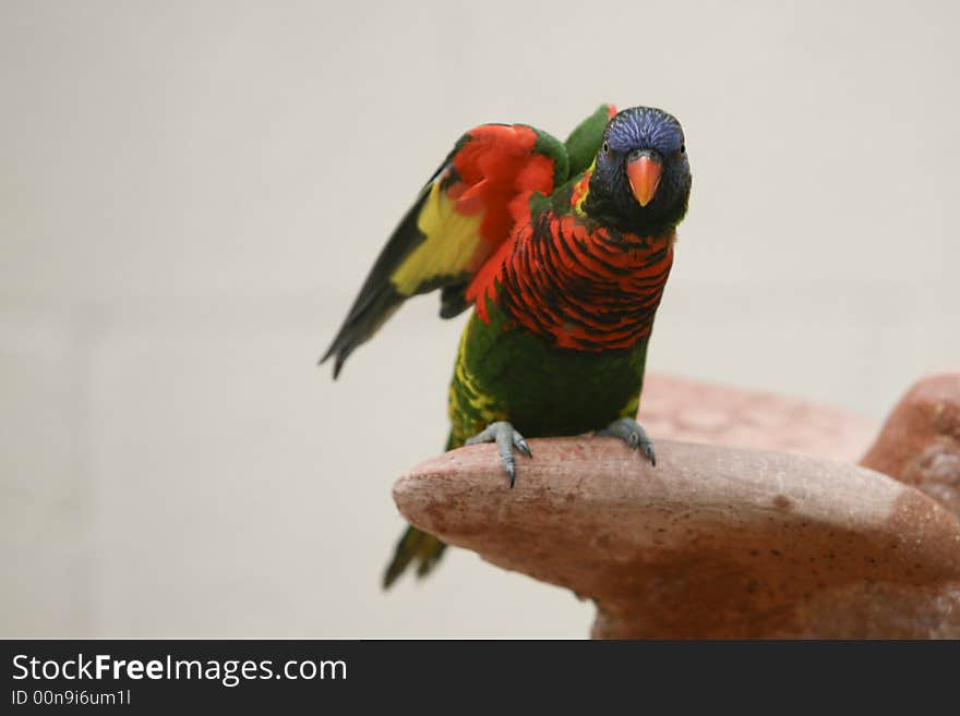 Colorful exotic Parrots in full beauty