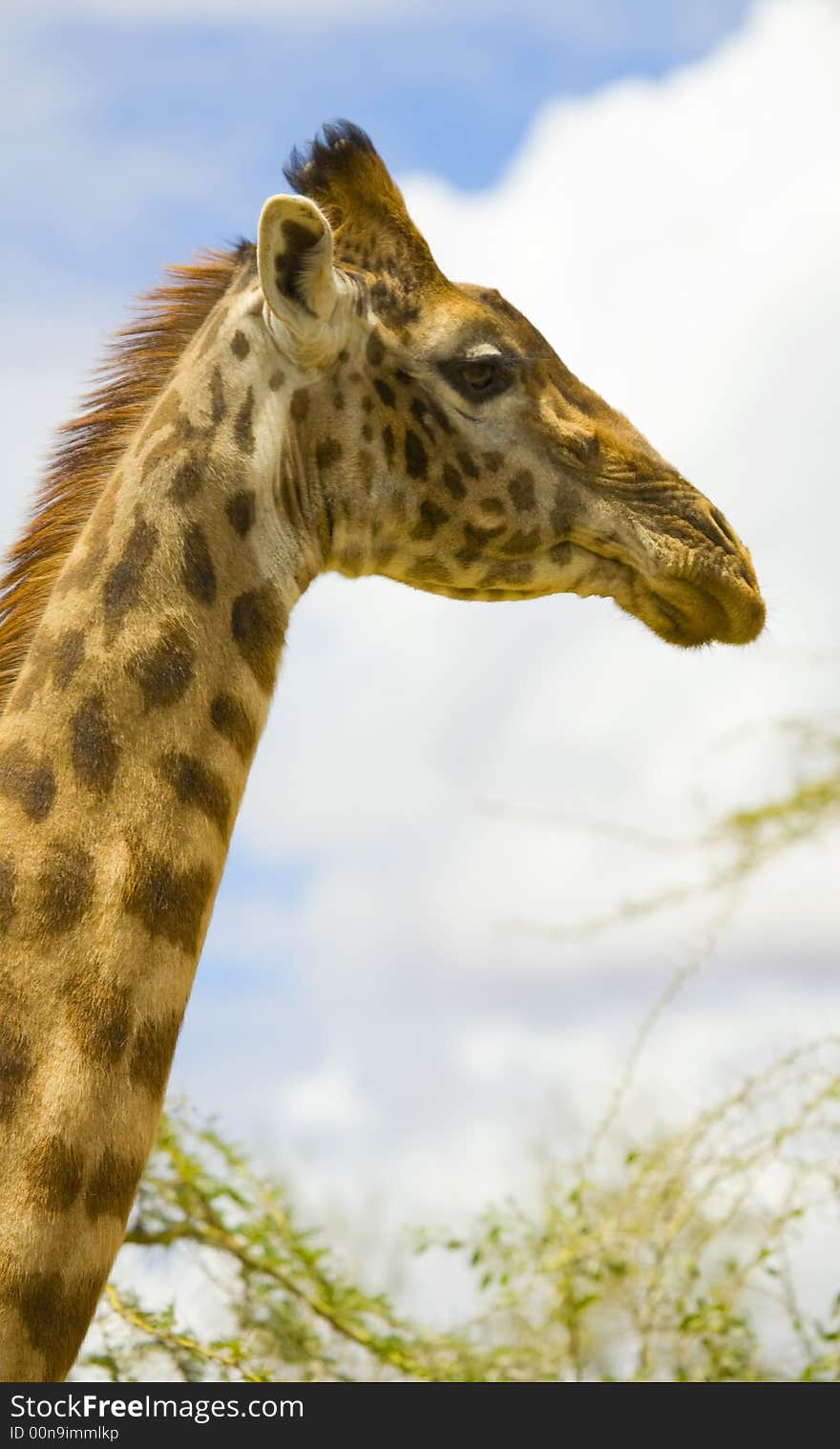 A view of a Giraffe on the maasai mara game reserve.