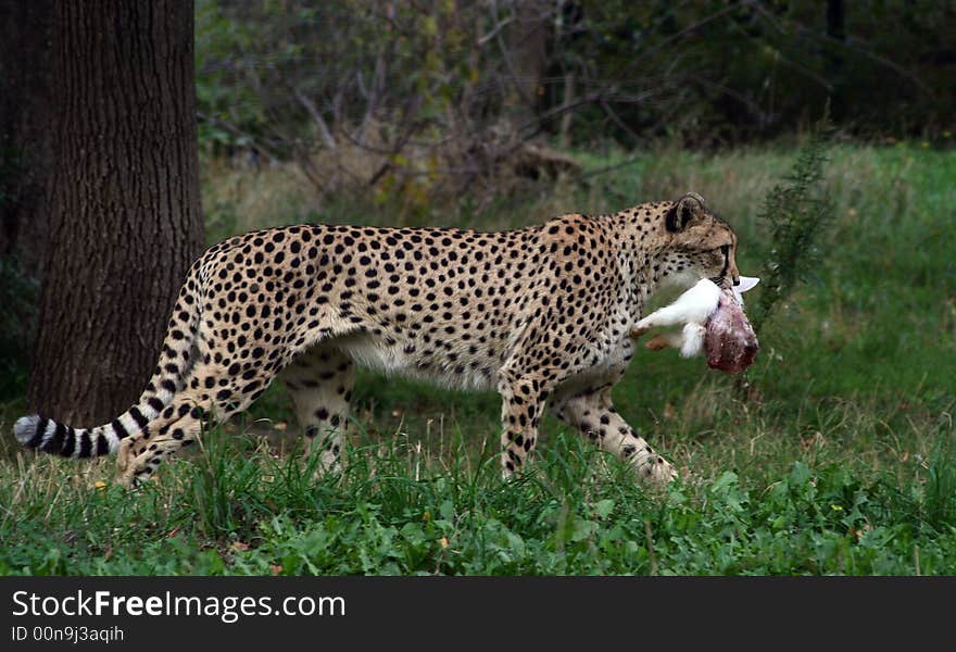 Cheetah saves his prey from the others. Cheetah saves his prey from the others