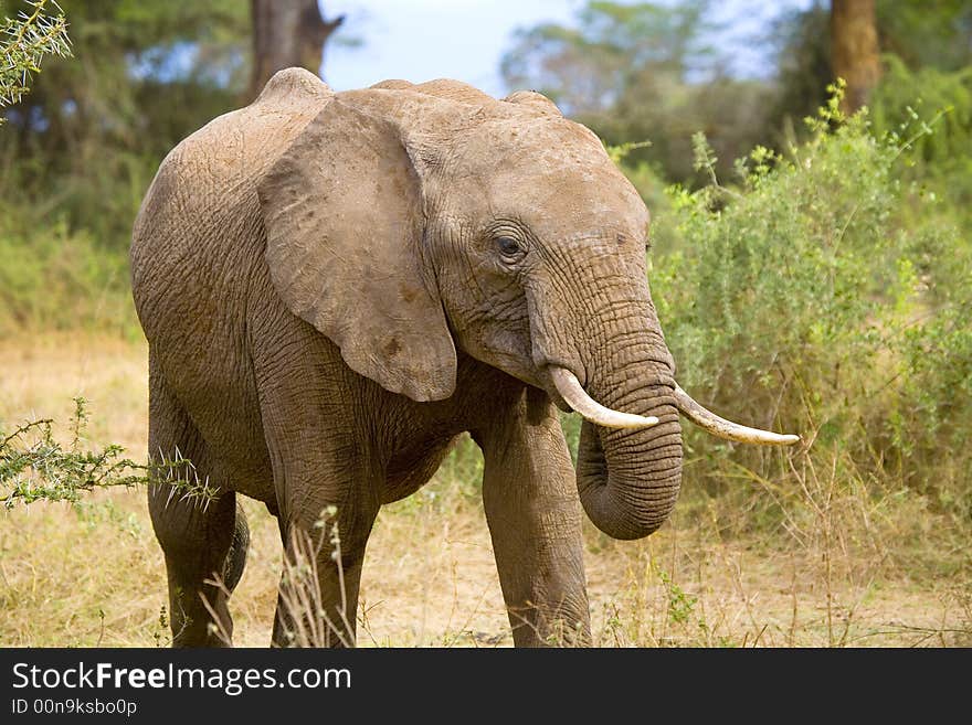 An african elephant on the maasai mara game reserve in Kenya.