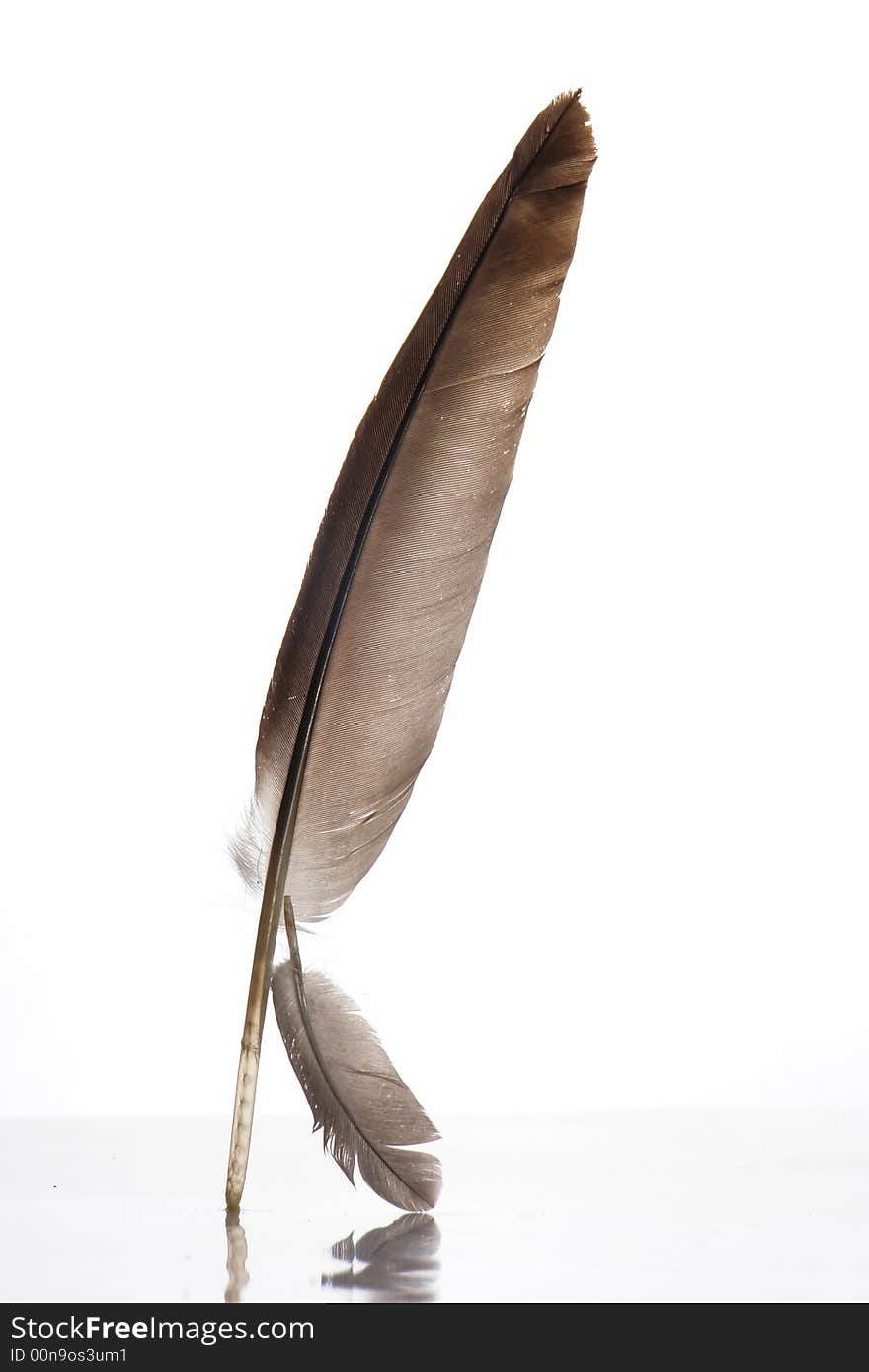 Feather on a white background