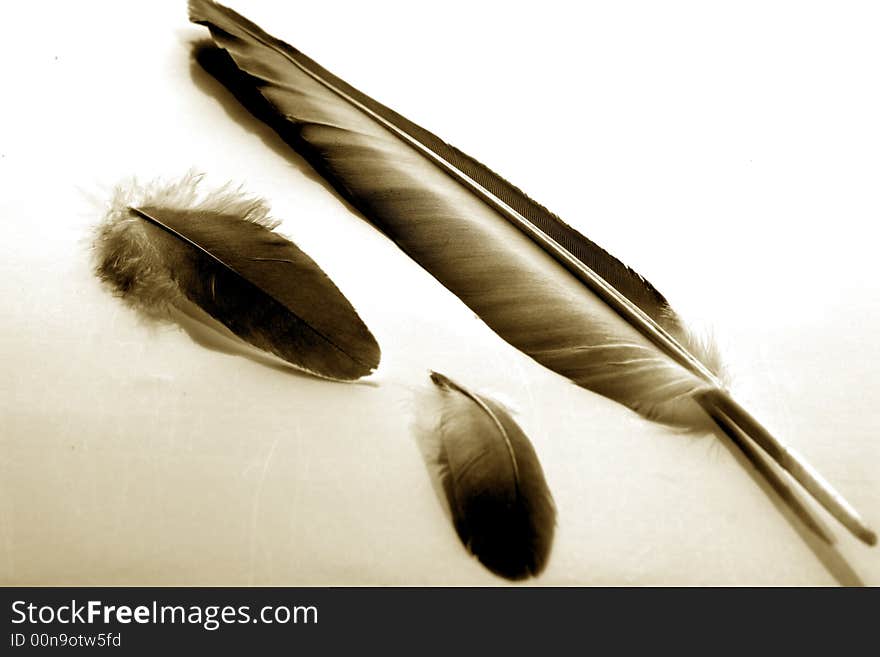 Feather on a white background