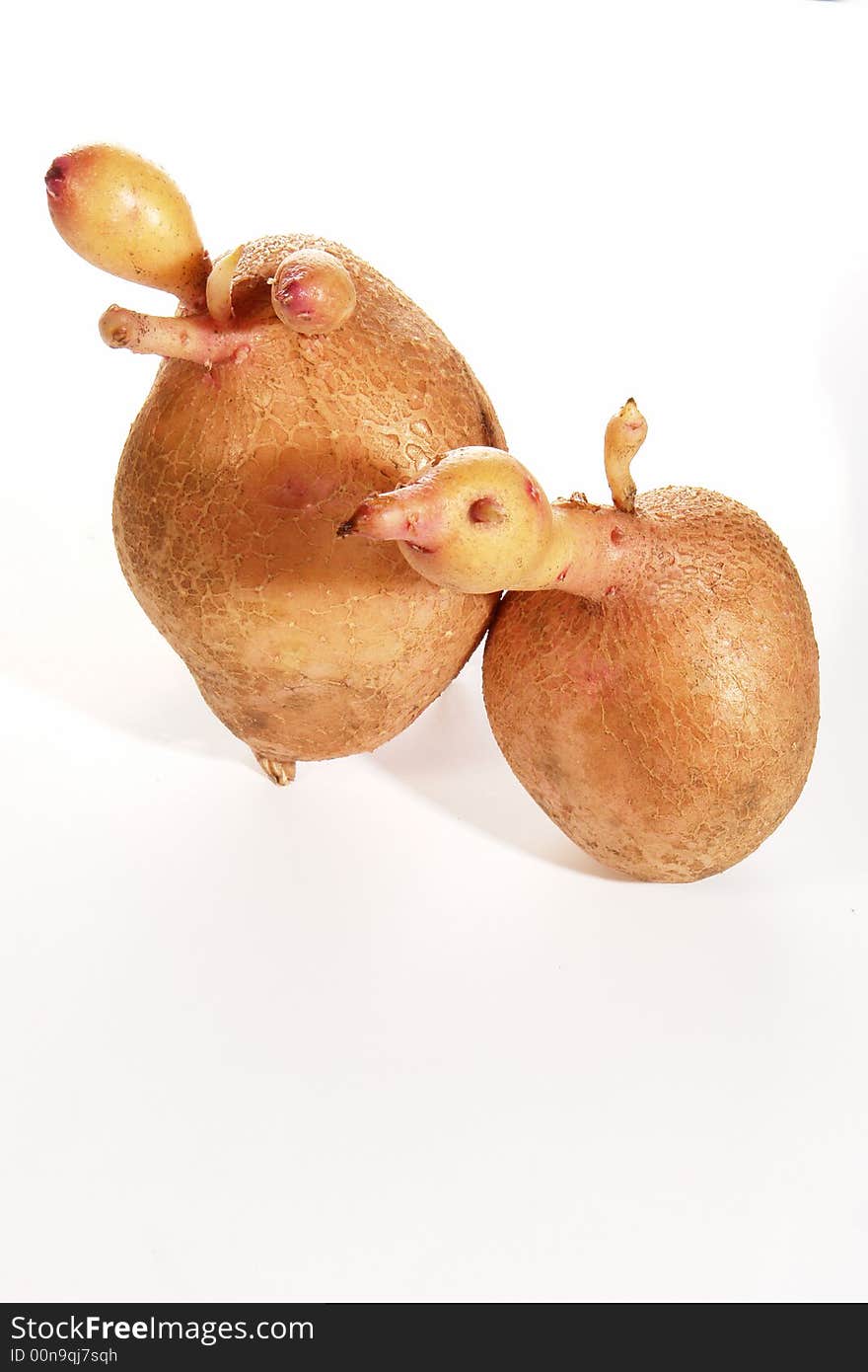 Potato  on a white background