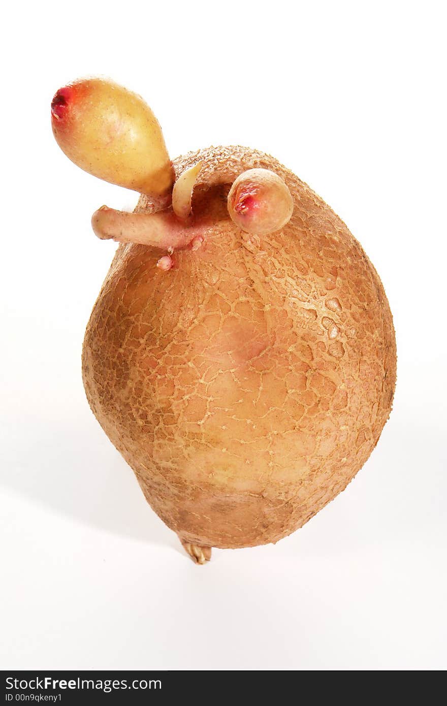 Potato