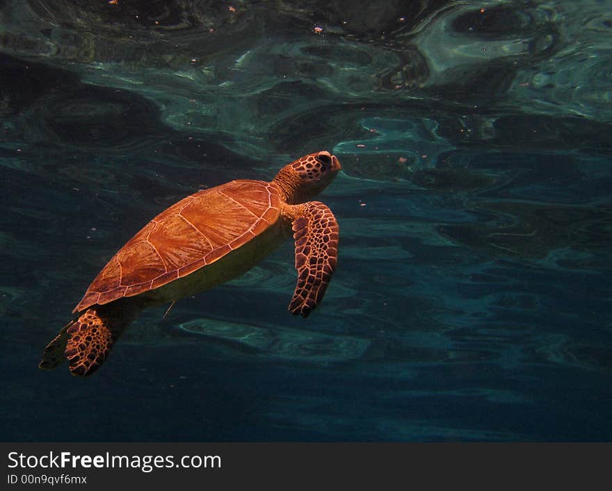 Turtle swimming to the surface