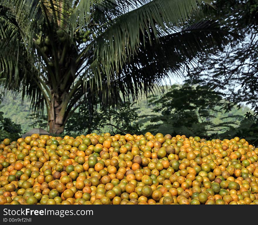 Oranges