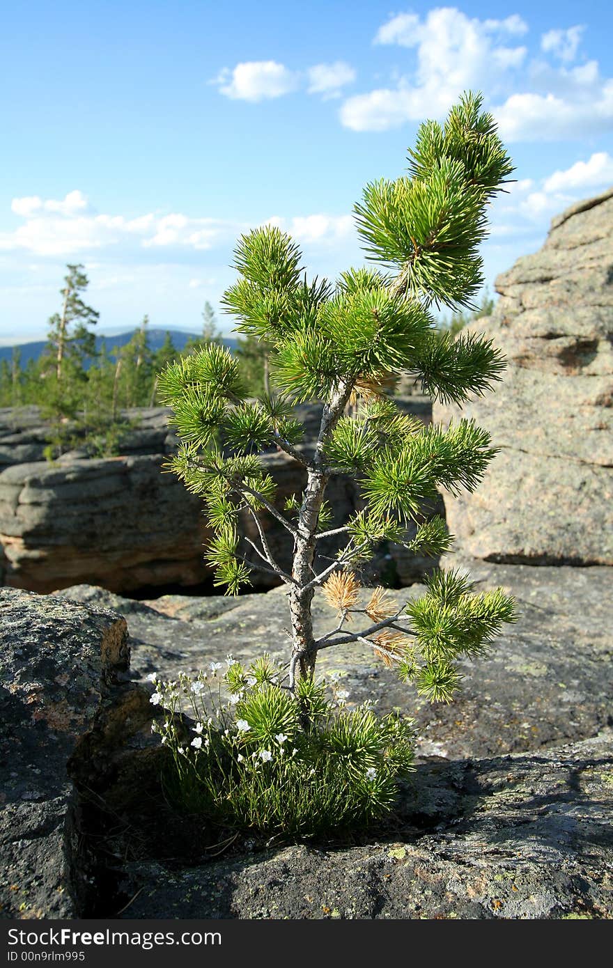 Pine on rock