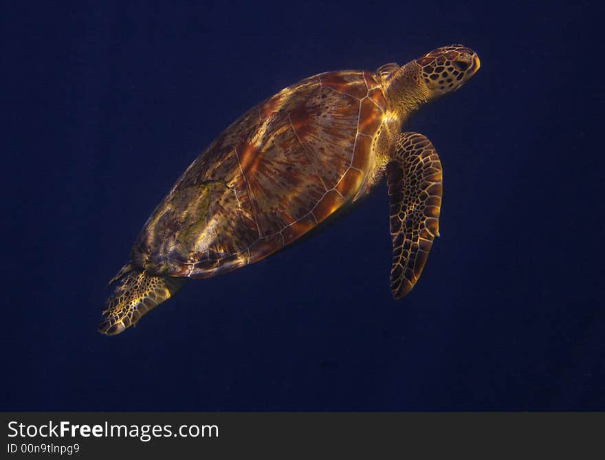 Turtle with sun's rays reflected on it's shell. Turtle with sun's rays reflected on it's shell.