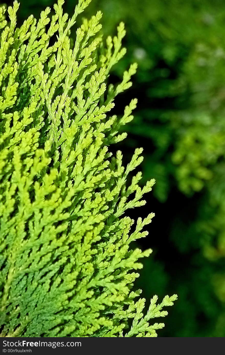 Close up shot of evergreen tree branch. Close up shot of evergreen tree branch