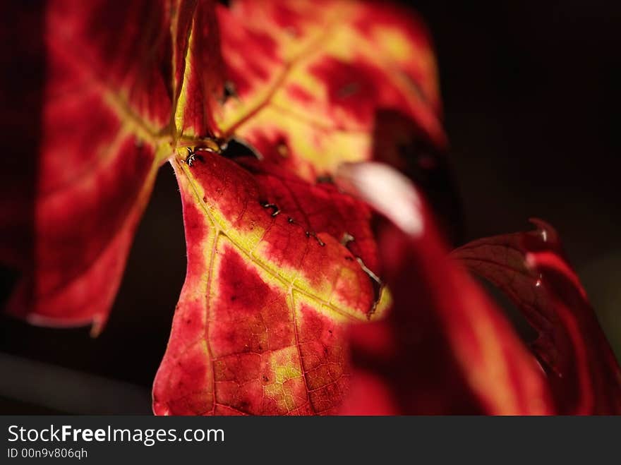 Autumn Leaves of Grapevine - Detail on dark background. Autumn Leaves of Grapevine - Detail on dark background