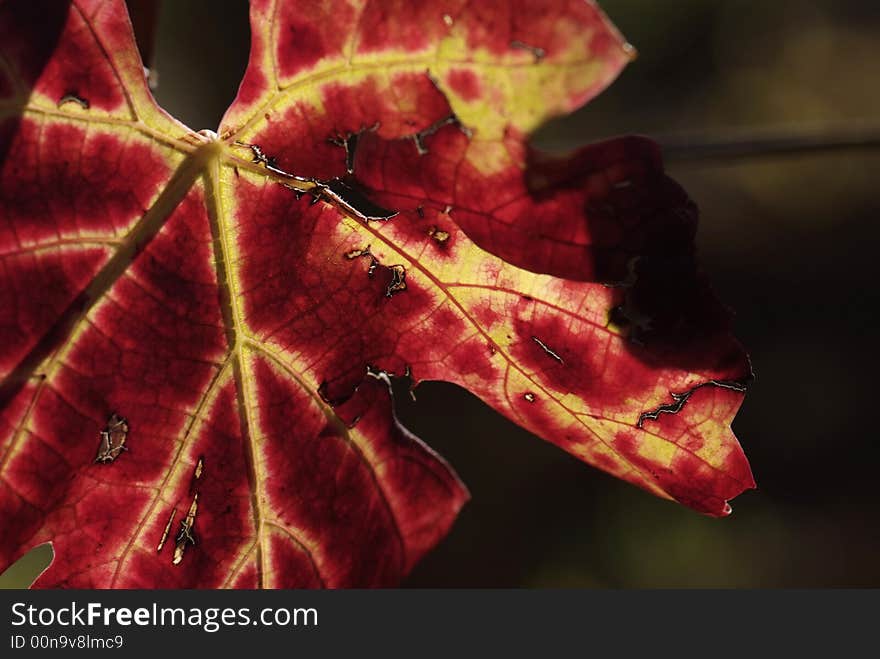 Autumn Leaves of Grapevine - Detail on dark background. Autumn Leaves of Grapevine - Detail on dark background