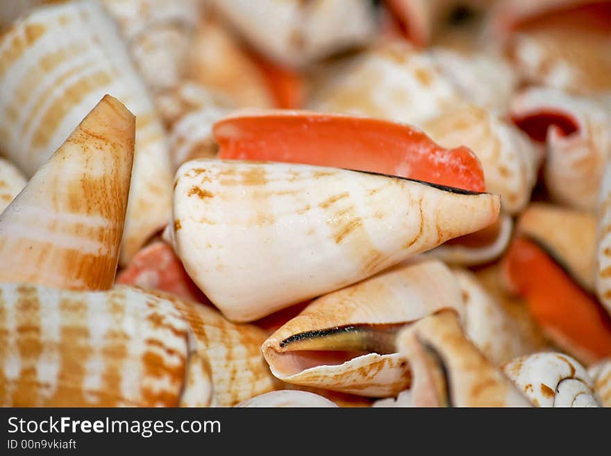 Bunch of small sea shells for decoration. Bunch of small sea shells for decoration