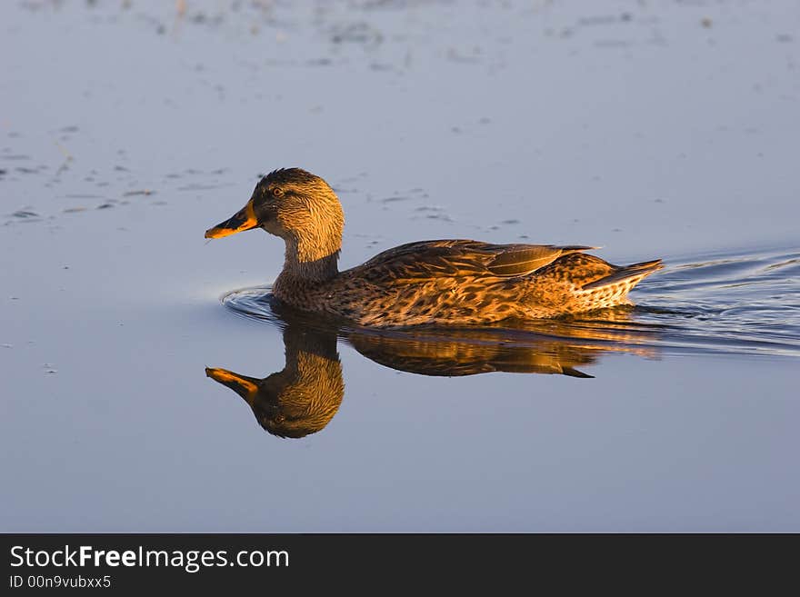 Yellow-billed duck