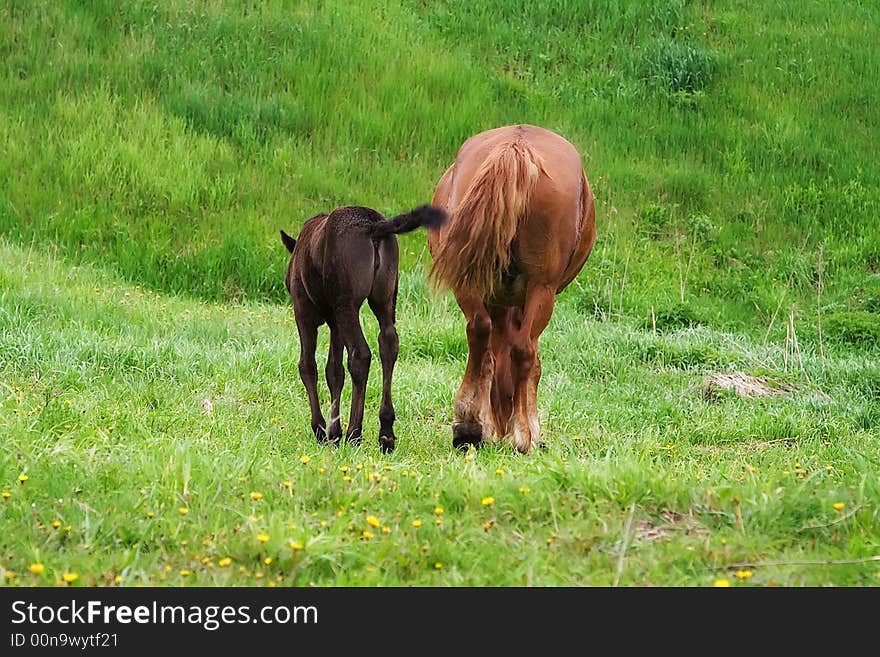 The big and small horse are grazed on a meadow. The big and small horse are grazed on a meadow