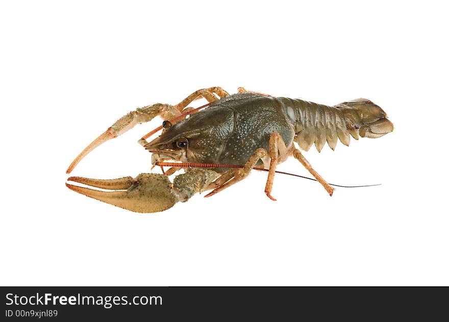 Alive crayfish poses in front of the chamber. Alive crayfish poses in front of the chamber