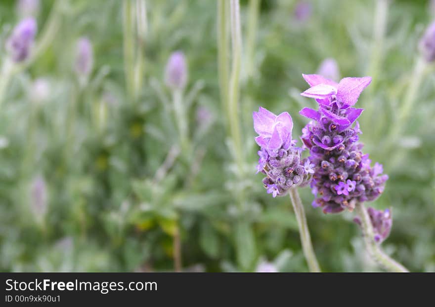 Closeup of Lavender flower bud