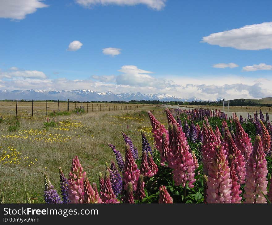 Lovely Lupines