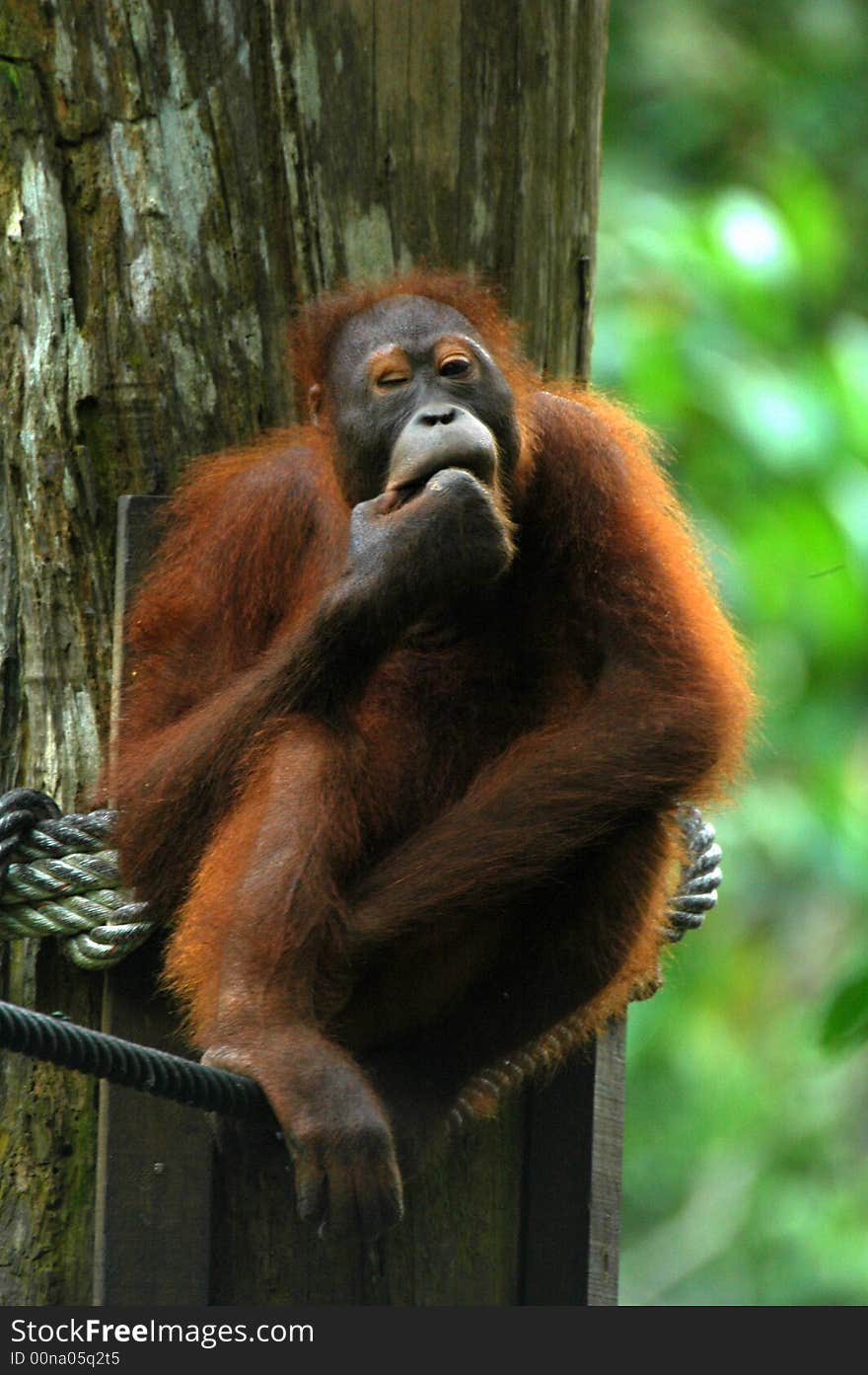 Orangutan cleaning teeth