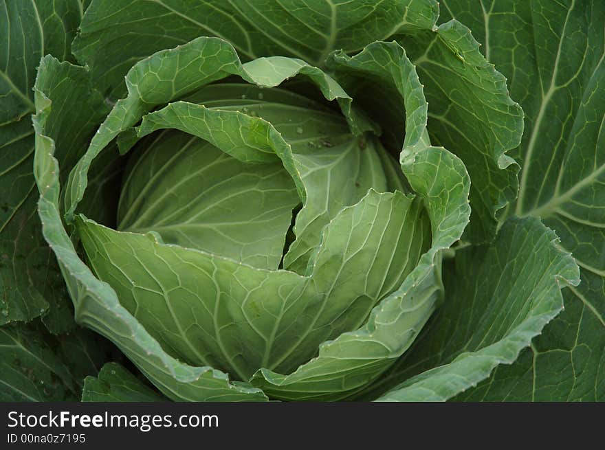 Deep green cabbage leaf after rain