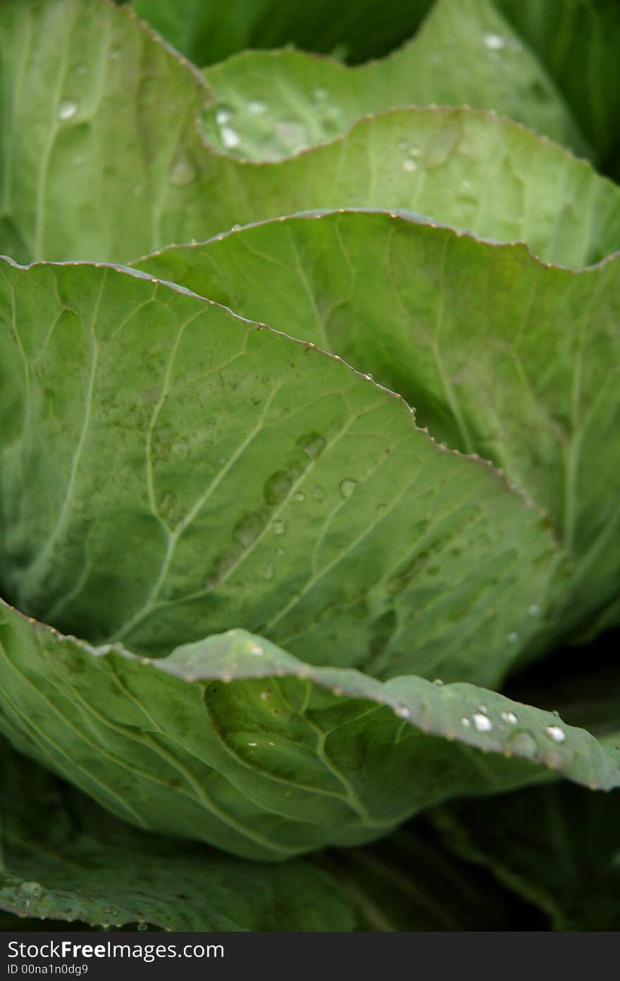 Deep green cabbage leaf after rain