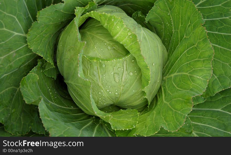 Deep green cabbage leaf after rain