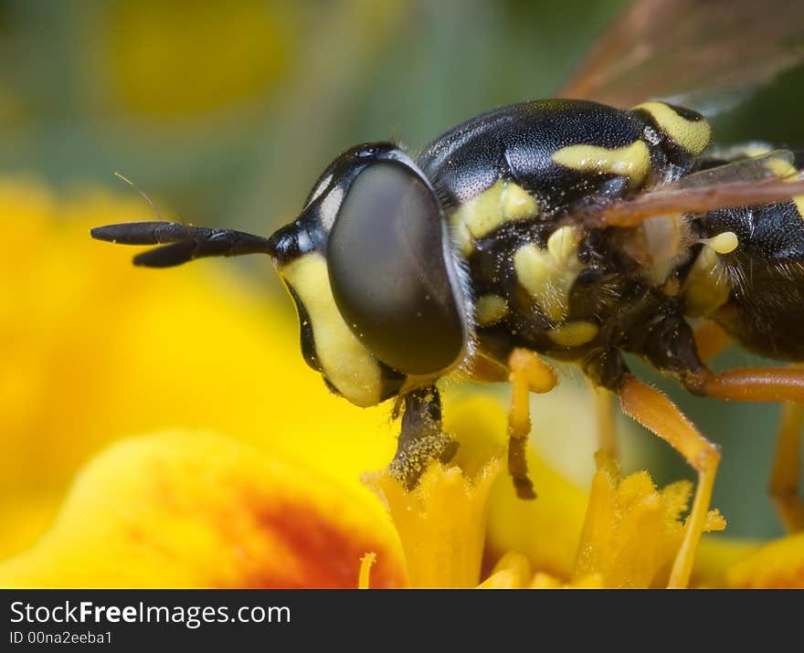 Yellow fly with big eyes and black armour