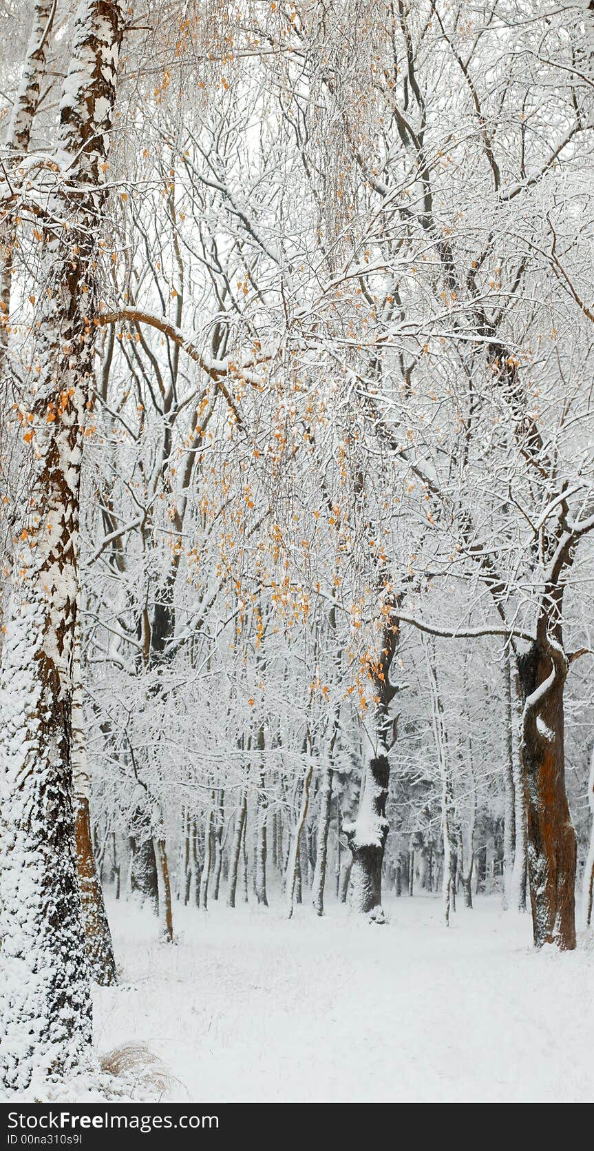 An image of first snow in a park