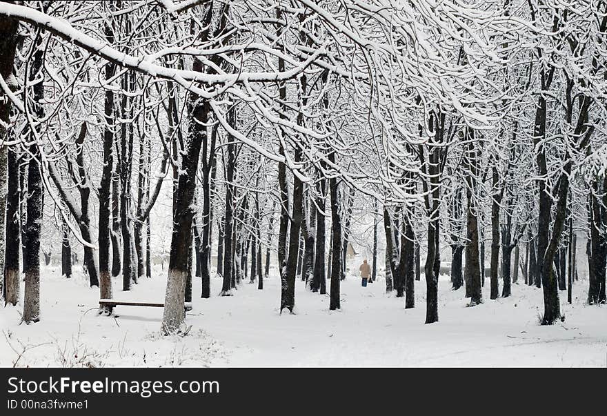 First snow in a park