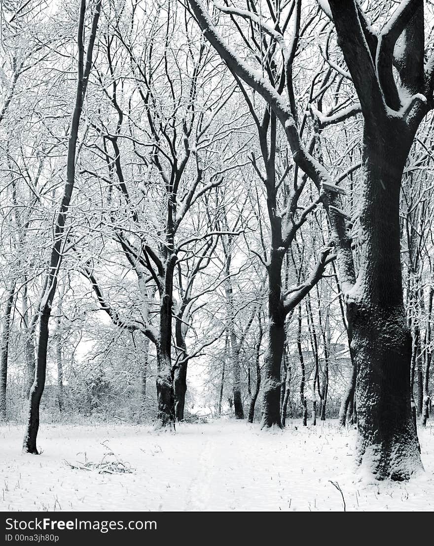 An image of cover of snow in a forest. An image of cover of snow in a forest