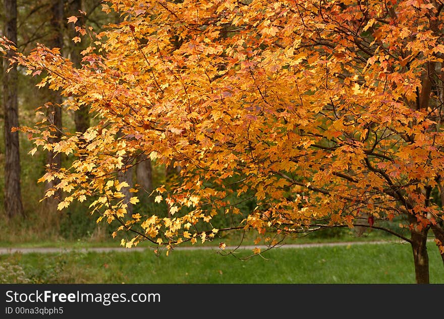 Yellow leaves on a tree in an autumn setting showing fall colors