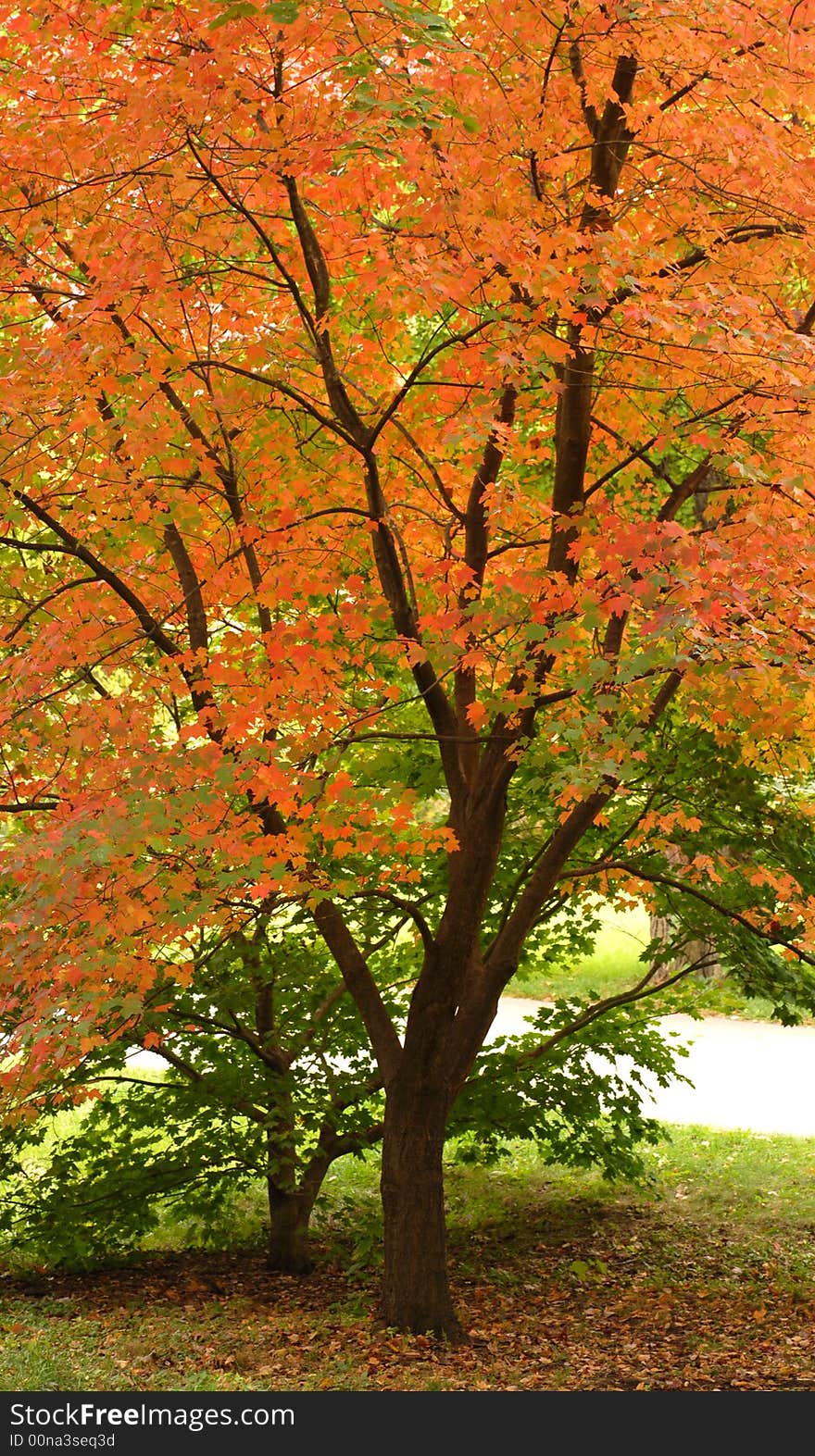 A tree with orange leaves in an autumn setting