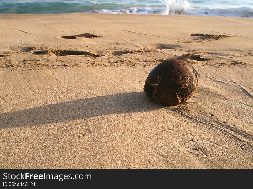 A fallen coconut lays silently on the beach. A fallen coconut lays silently on the beach.