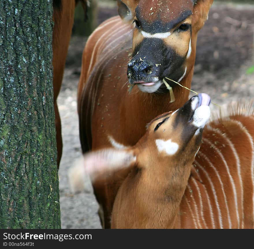 Mother and child bongo, Tragelaphus eurycerus eurycerus, are playing with each other. Mother and child bongo, Tragelaphus eurycerus eurycerus, are playing with each other.