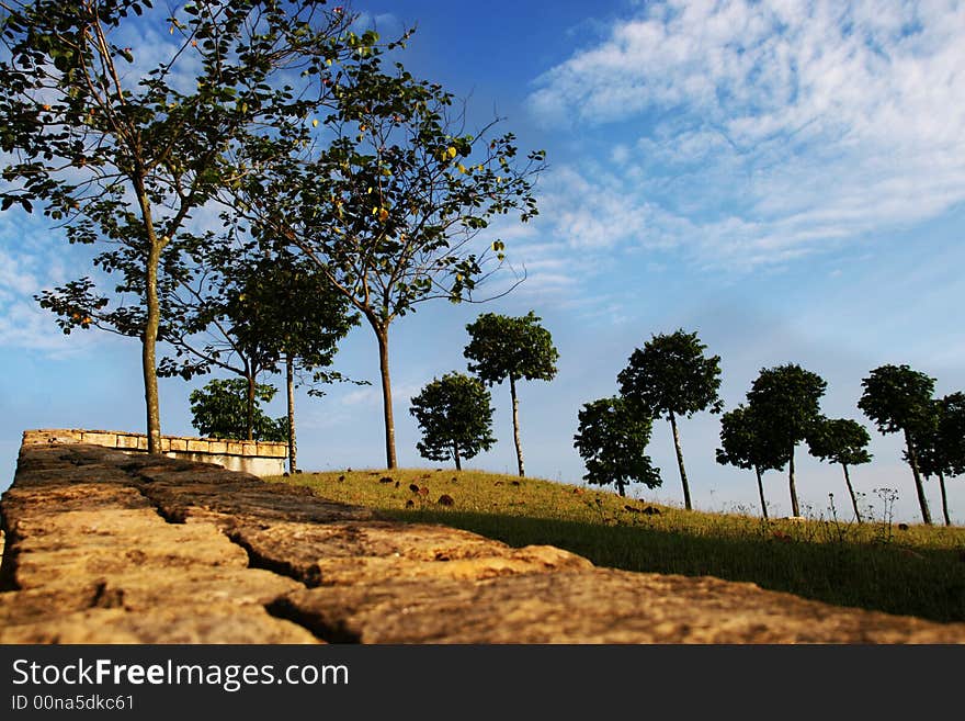 Trees On A Slope